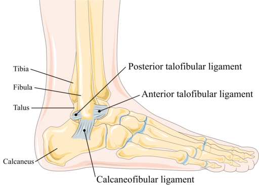 The lateral collateral ligament of the ankle joint, showing the anterior talofibular ligament, calcaneofibular ligament, and posterior talofibular ligament.