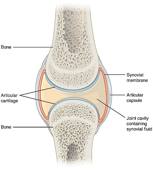 Labeled anatomical diagram of a synovial joint showing the bones, articular cartilage, joint cavity containing synovial fluid, synovial membrane, and articular capsule. The image illustrates how the components work together to support smooth and flexible joint movement.
